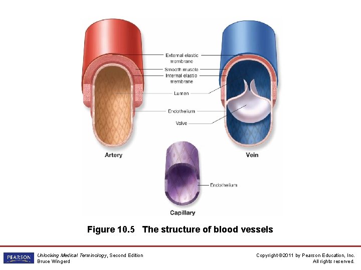 Figure 10. 5 The structure of blood vessels Unlocking Medical Terminology, Second Edition Bruce