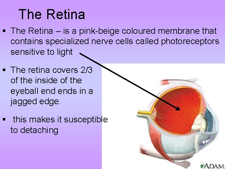 The Retina § The Retina – is a pink-beige coloured membrane that contains specialized