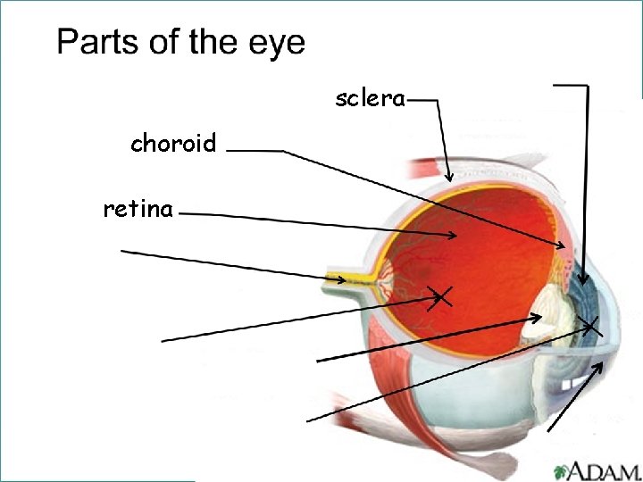 sclera choroid retina 