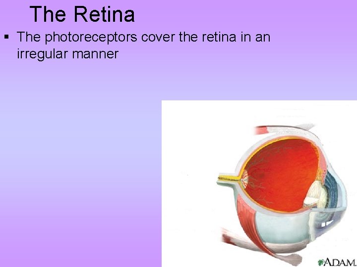 The Retina § The photoreceptors cover the retina in an irregular manner 