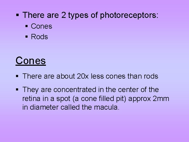 § There are 2 types of photoreceptors: § Cones § Rods Cones § There
