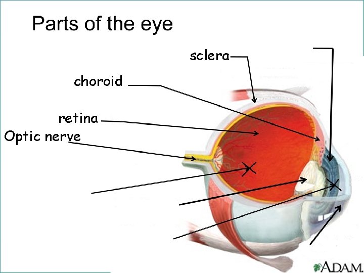 sclera choroid retina Optic nerve 