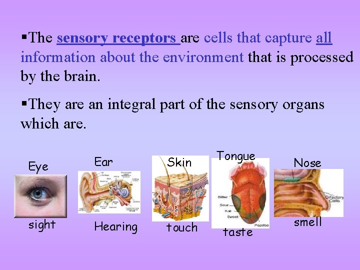§The sensory receptors are cells that capture all information about the environment that is