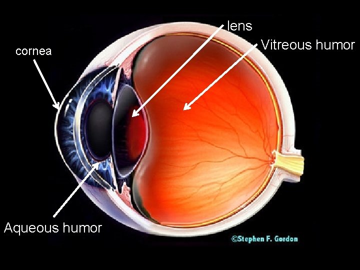 lens Vitreous humor cornea a Aqueous humor 