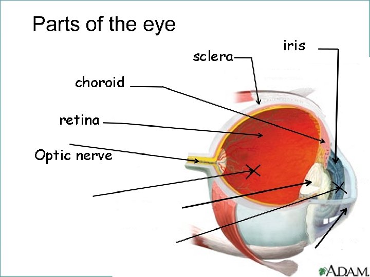 sclera choroid retina Optic nerve iris 