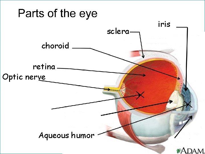 sclera choroid retina Optic nerve Aqueous humor iris 