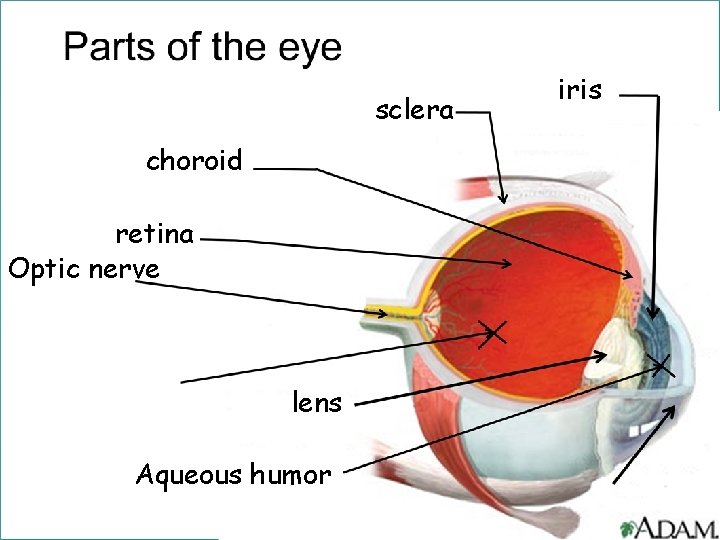 sclera choroid retina Optic nerve lens Aqueous humor iris 