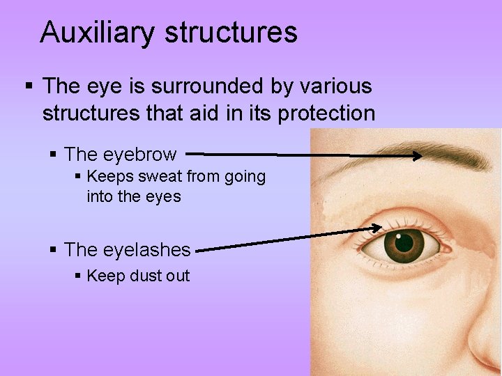 Auxiliary structures § The eye is surrounded by various structures that aid in its