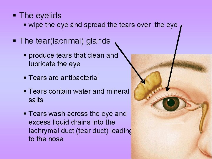 § The eyelids § wipe the eye and spread the tears over the eye