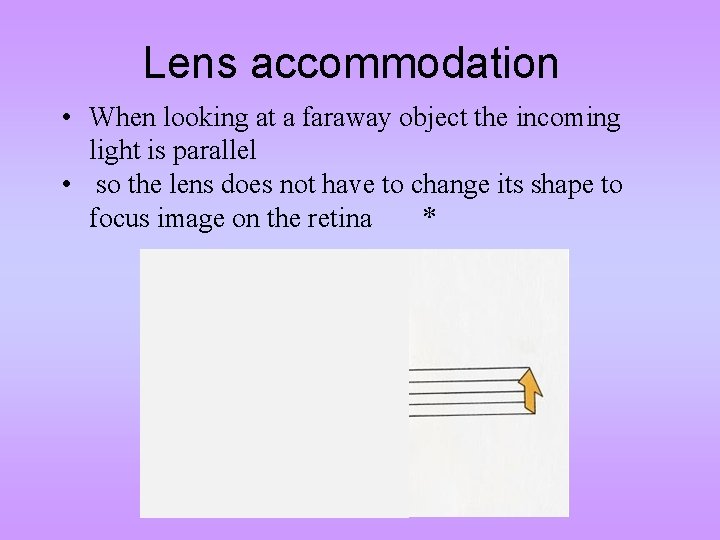 Lens accommodation • When looking at a faraway object the incoming light is parallel