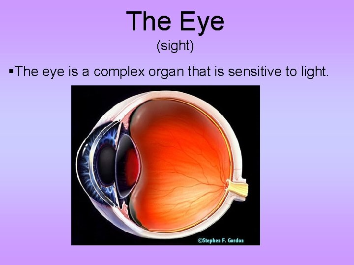 The Eye (sight) §The eye is a complex organ that is sensitive to light.