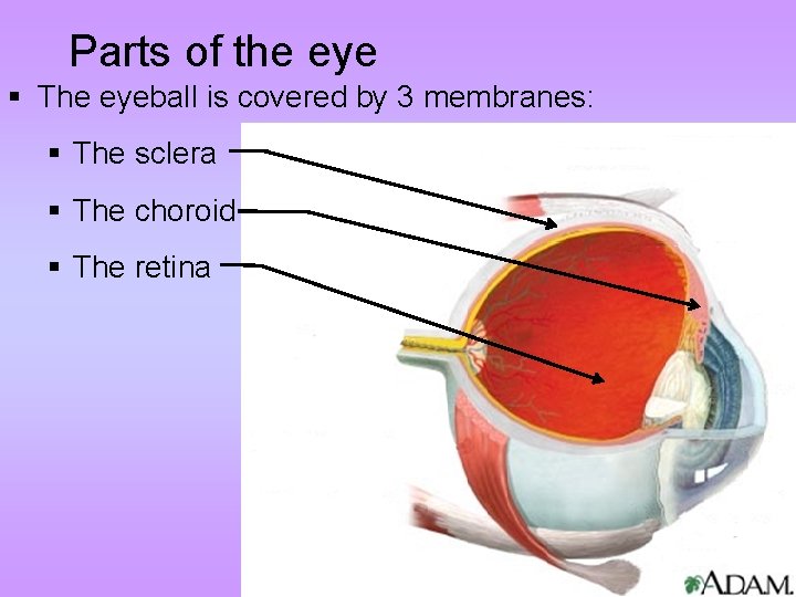 Parts of the eye § The eyeball is covered by 3 membranes: § The