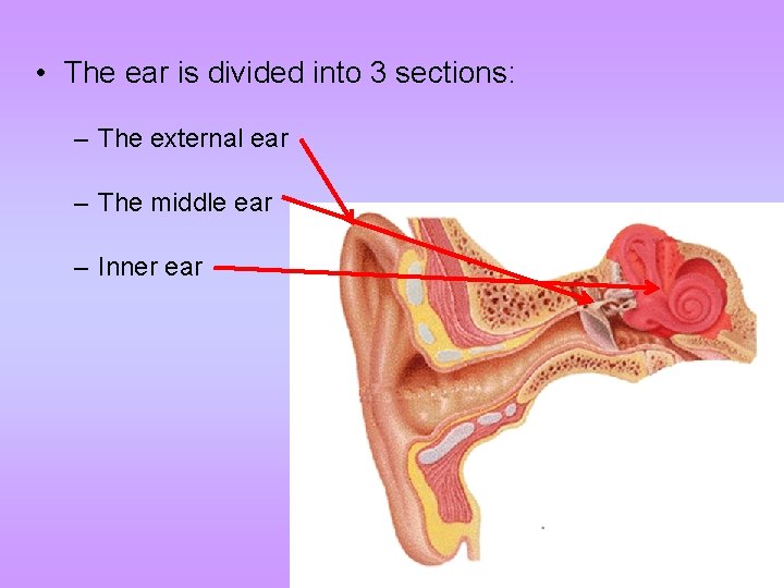  • The ear is divided into 3 sections: – The external ear –