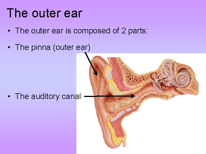 The outer ear • The outer ear is composed of 2 parts: • The