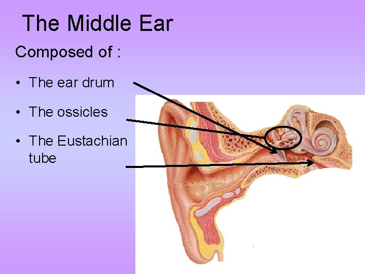 The Middle Ear Composed of : • The ear drum • The ossicles •