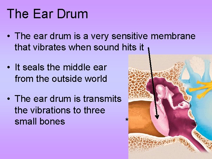 The Ear Drum • The ear drum is a very sensitive membrane that vibrates