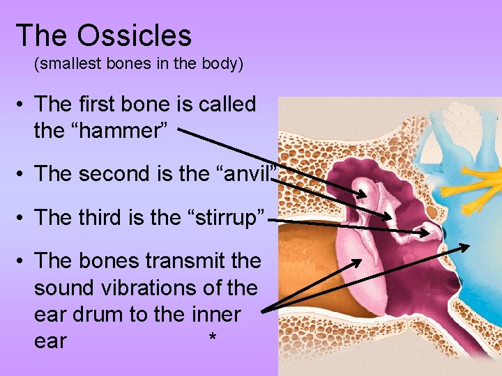 The Ossicles (smallest bones in the body) • The first bone is called the