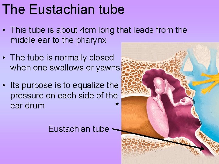 The Eustachian tube • This tube is about 4 cm long that leads from