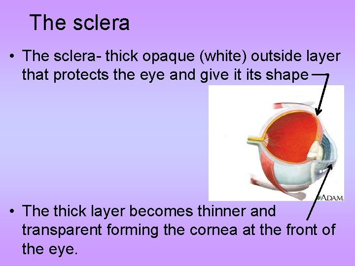 The sclera • The sclera- thick opaque (white) outside layer that protects the eye