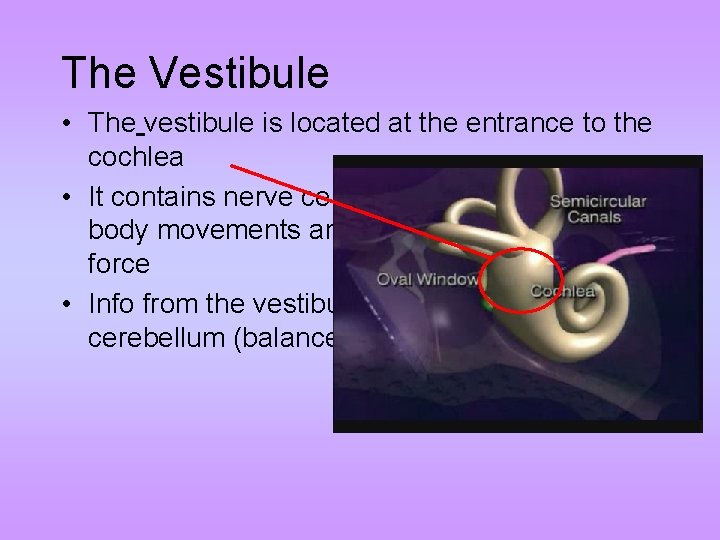 The Vestibule • The vestibule is located at the entrance to the cochlea •