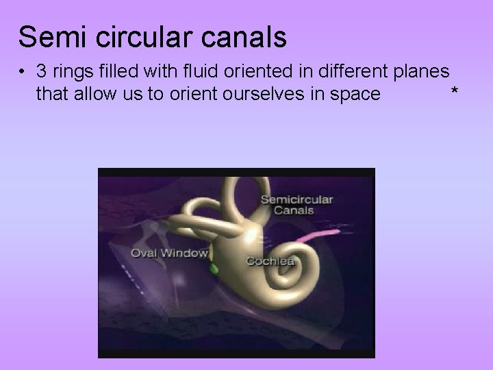 Semi circular canals • 3 rings filled with fluid oriented in different planes that