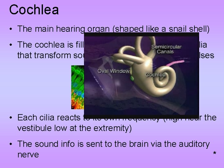 Cochlea • The main hearing organ (shaped like a snail shell) • The cochlea