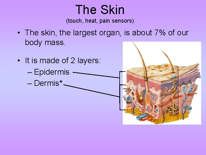 The Skin (touch, heat, pain sensors) • The skin, the largest organ, is about