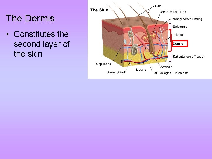 The Dermis • Constitutes the second layer of the skin 