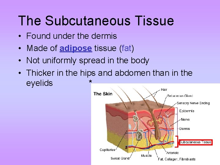 The Subcutaneous Tissue • • Found under the dermis Made of adipose tissue (fat)