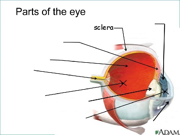 sclera 