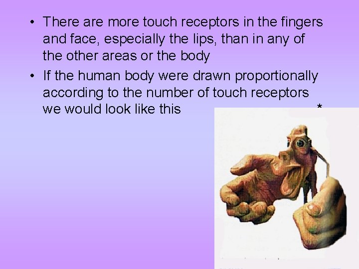  • There are more touch receptors in the fingers and face, especially the