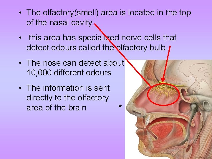  • The olfactory(smell) area is located in the top of the nasal cavity