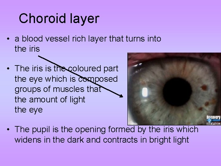 Choroid layer • a blood vessel rich layer that turns into the iris •