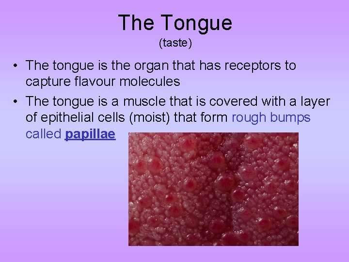 The Tongue (taste) • The tongue is the organ that has receptors to capture