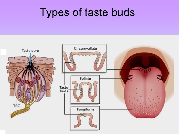 Types of taste buds 