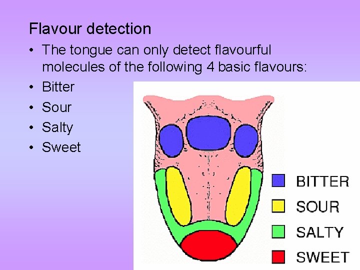 Flavour detection • The tongue can only detect flavourful molecules of the following 4