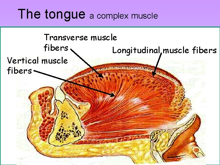 The tongue a complex muscle Transverse muscle fibers Longitudinal muscle fibers Vertical muscle fibers