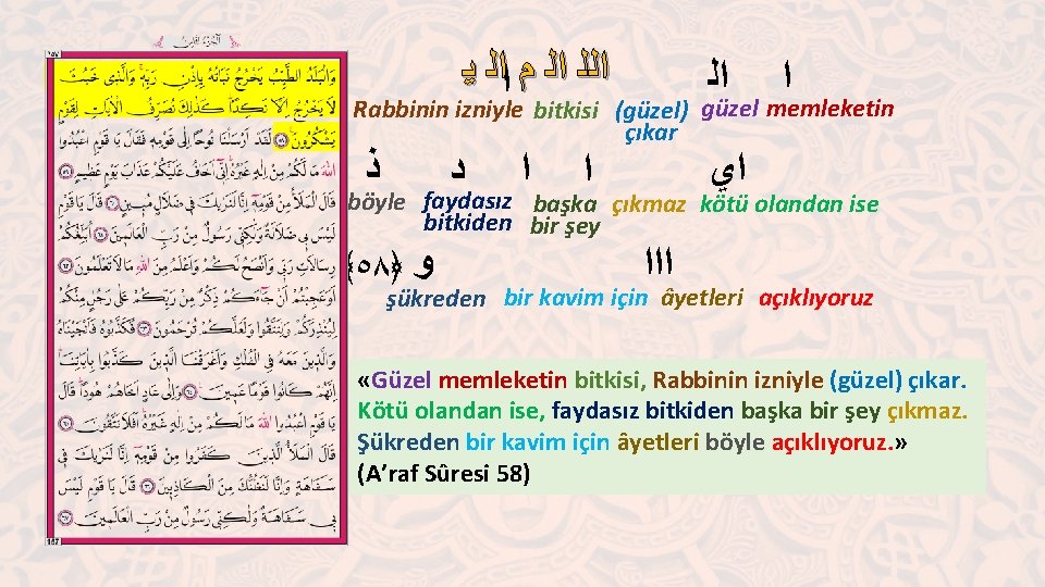  ﺍﻟﻠ ﺍﻟ ﻡ ﺍﺍﻟ ﻳ ﺍﻟ ﺍ ﺍﻱ ﺍ Rabbinin izniyle bitkisi (güzel)