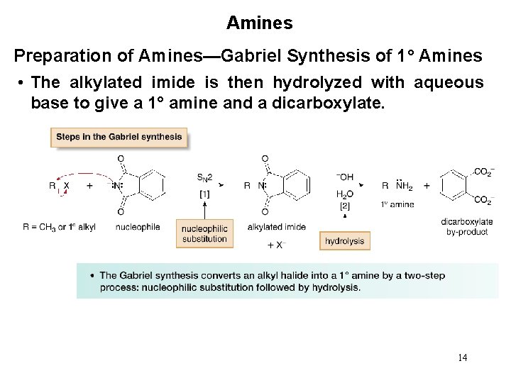 Amines Preparation of Amines—Gabriel Synthesis of 1° Amines • The alkylated imide is then
