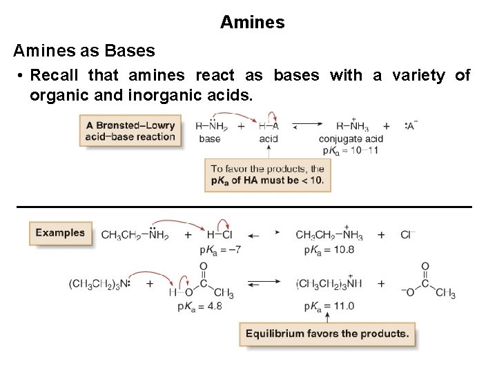 Amines as Bases • Recall that amines react as bases with a variety of