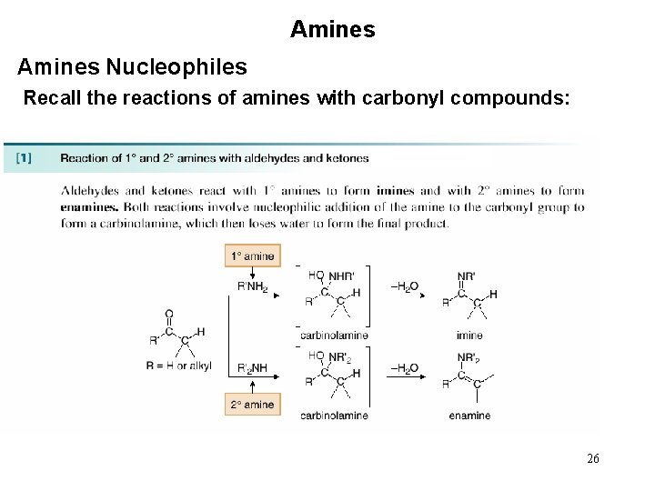 Amines Nucleophiles Recall the reactions of amines with carbonyl compounds: 26 