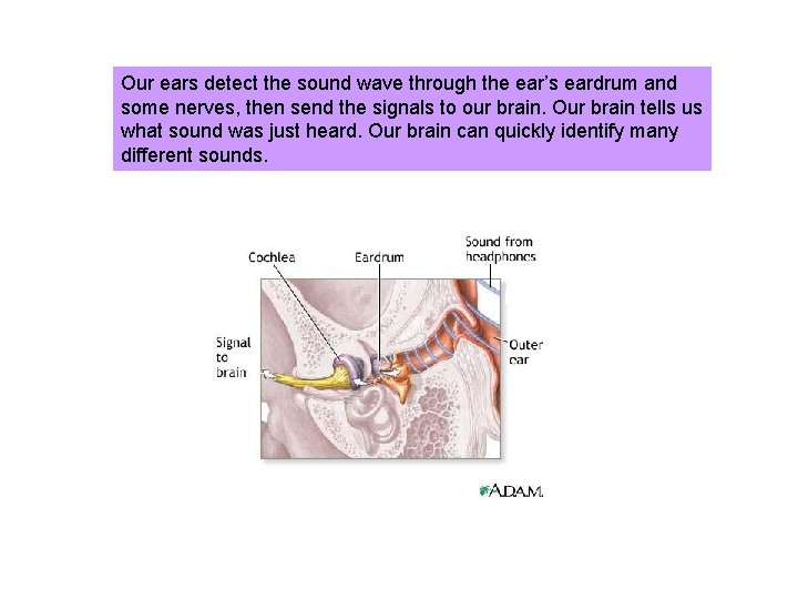Our ears detect the sound wave through the ear’s eardrum and some nerves, then