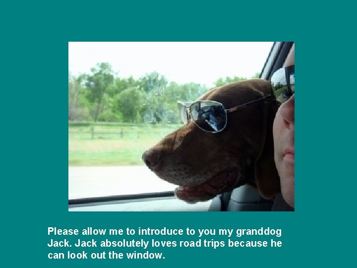 Please allow me to introduce to you my granddog Jack absolutely loves road trips