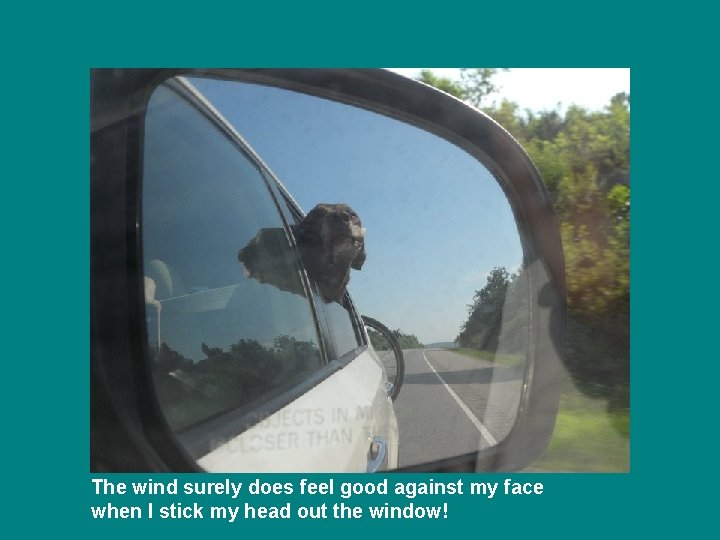 The wind surely does feel good against my face when I stick my head