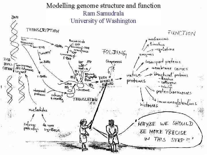 Modelling genome structure and function Ram Samudrala University of Washington 