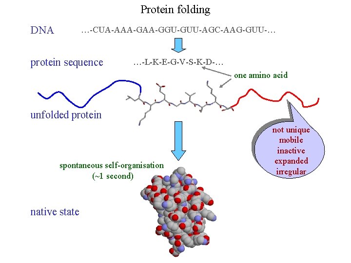 Protein folding DNA …-CUA-AAA-GGU-GUU-AGC-AAG-GUU-… protein sequence …-L-K-E-G-V-S-K-D-… one amino acid unfolded protein spontaneous self-organisation