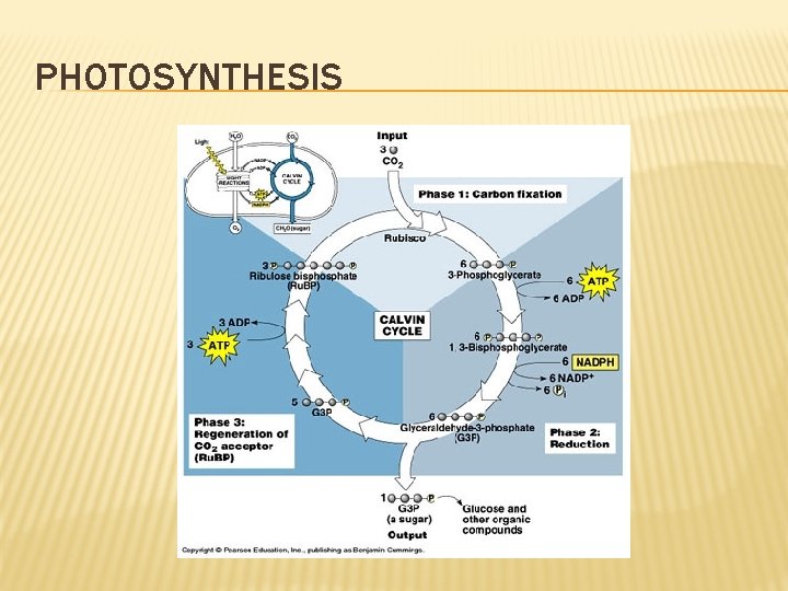 PHOTOSYNTHESIS 