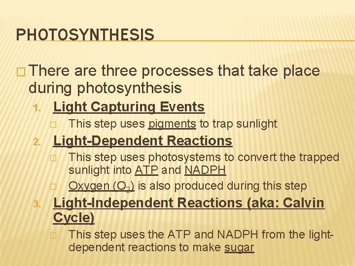 PHOTOSYNTHESIS � There are three processes that take place during photosynthesis 1. Light Capturing