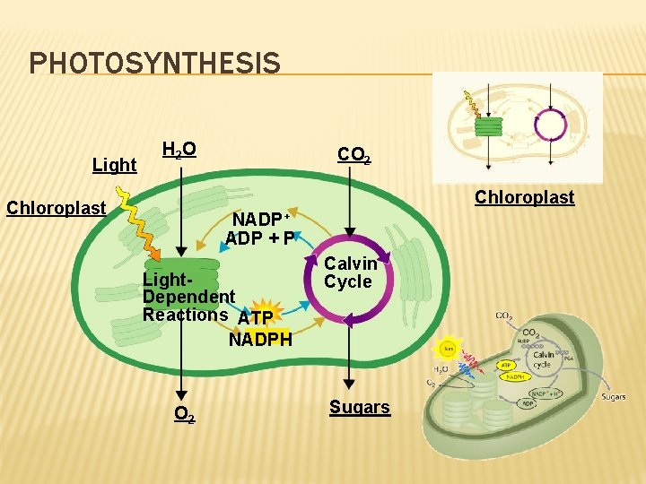 PHOTOSYNTHESIS Light H 2 O CO 2 Chloroplast NADP+ ADP + P Light. Dependent