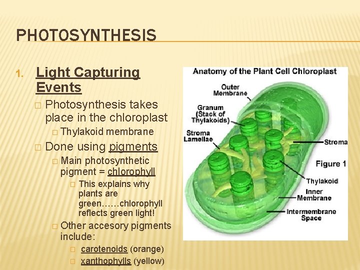 PHOTOSYNTHESIS 1. Light Capturing Events � Photosynthesis takes place in the chloroplast � Thylakoid